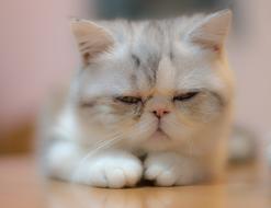Cat Cute Kitten