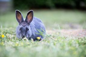 Bunny Rabbit Grass