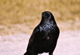Raven Crow Bird
