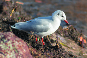 Dankasirály Seagull Water Bird