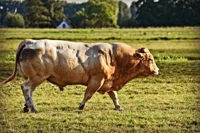 Bull Cattle Animal