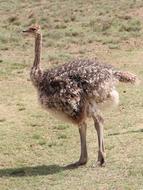 Bouquet Ostriches Bird Flightless