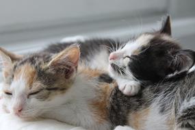 Cats Cat Animals
