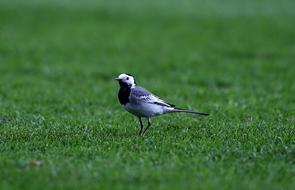 Grass Bird Nature Animal