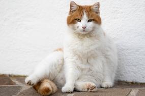 Cute Cat Animal