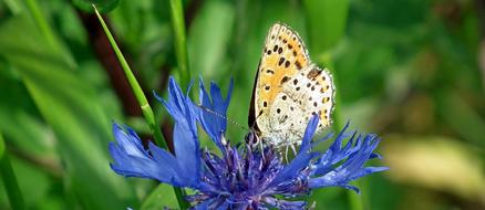 Butterfly Insect Flower