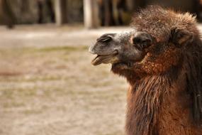 Camel Zoo Animal