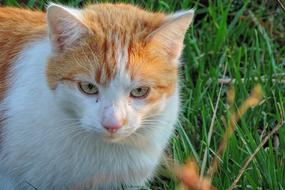 Animal Cute Cat