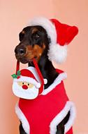 Doberman Dog Santa Claus