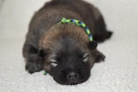 sleeping little brown puppy