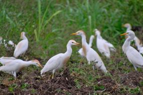 Bird Egret Wildlife