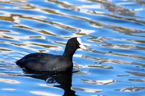 Coot Fulica Atra Bird