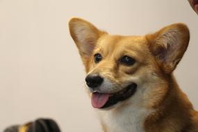 Dog Canine Animal