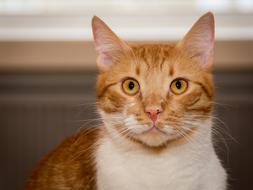 ginger furry cat