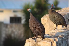Wildlife Bird Animal