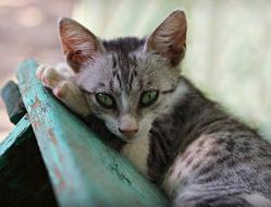 sleeping street cat