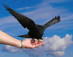 Bird Animal Nature