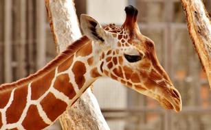 Giraffe Zoo Animal
