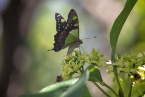 Insect Nature Butterfly