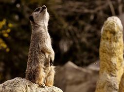 Meerkat Animal Nature