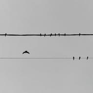 birds sitting on electrical wires