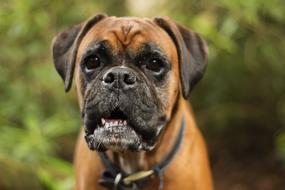 Dog Cute Animal