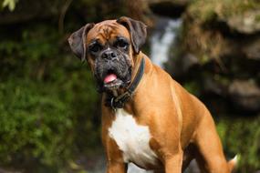 Dog Cute Animal