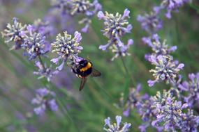 Summer Hummel Insect