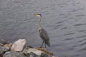 Grey Heron Bird Expensive