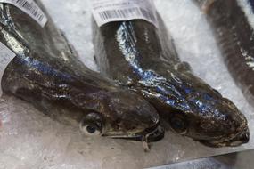 cold fish in the ice