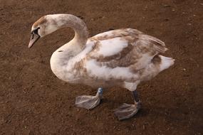 white and brown Swan Young Bird