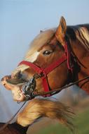 On Heat Horse Horny Animal