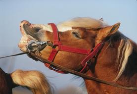 smiling cute horse