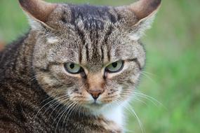 angry cat with green eyes