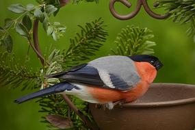 bullfinch at the feeder among the trees