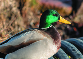 Mallard Duck Teal Drake Wild