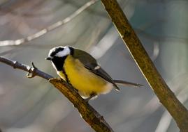 Bird Tit Songbird