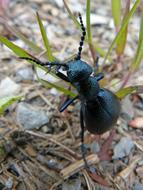 Insect Nature Invertebrate