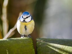 Bird Tit Songbird Blue