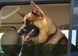 Dog Canine Mammal