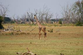 wild giraffe walking in savannah