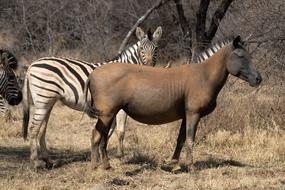 Zebra Animal South Africa