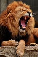 Lion Predator Yawn