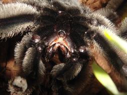 Invertebrates Insect Nature