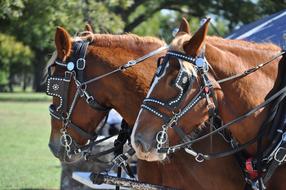 Harness Horse Cart