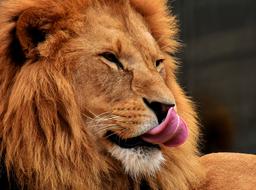 Lion Predator Dangerous