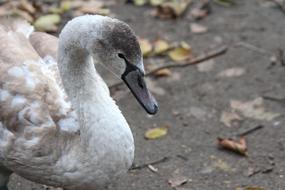 Swan Young Chick