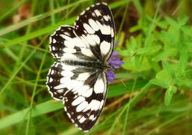 butterfly with black wings in a white pattern