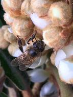 Bee Insect Animals