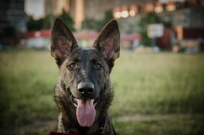 Dog Animal